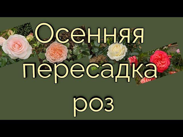 Осенняя пересадка роз. Отвечаю на вопросы.