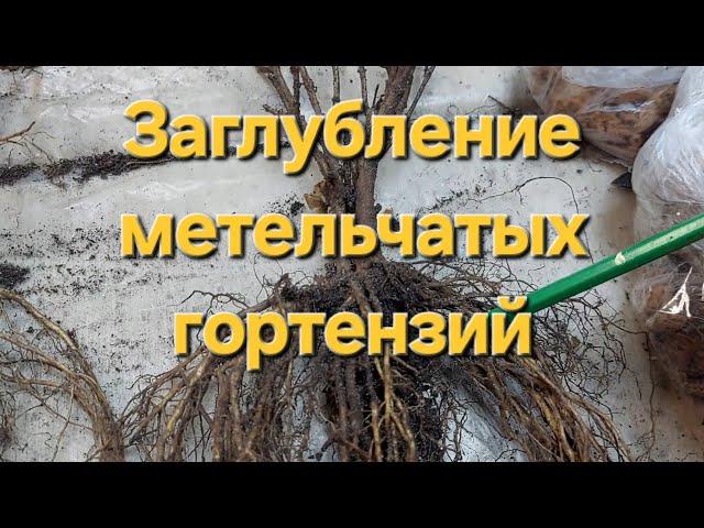 Гортензия.Заглубление.Побеги из земли.Примеры Рассуждения.