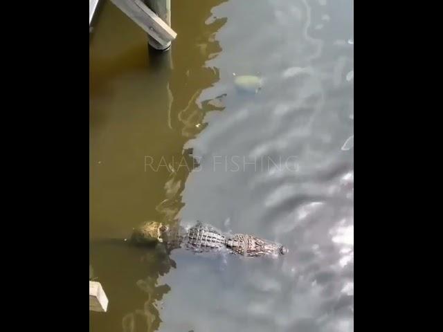 Buaya sungai masuk kedalam kolam kura-kura #buaya #shorts #shortvideo