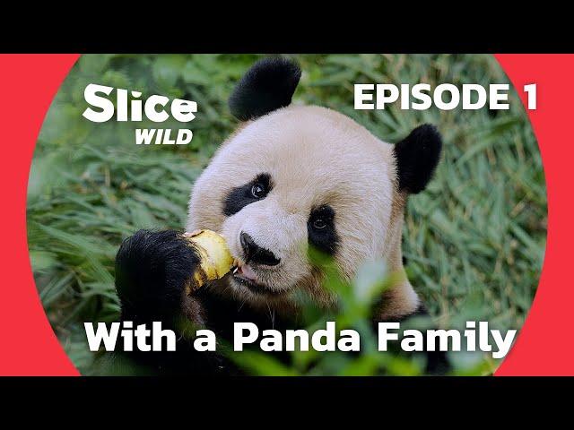 A Year with a Panda Family in China - Birth of a giant | SLICE WILD | FULL DOC - EP1