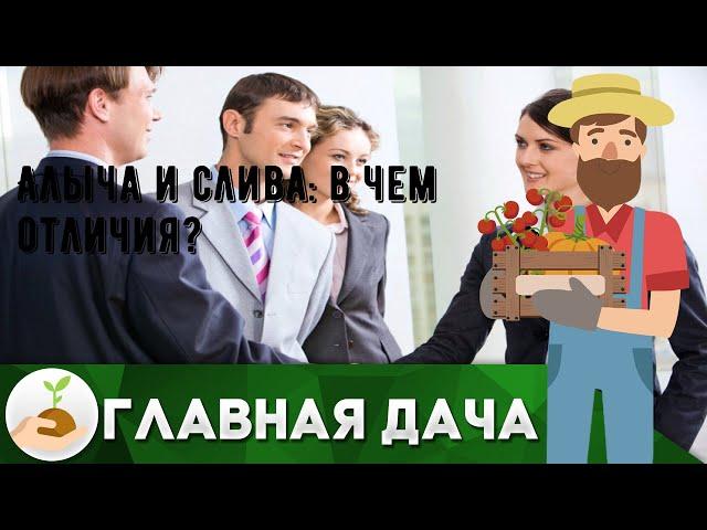 Алыча и слива: в чем отличия?