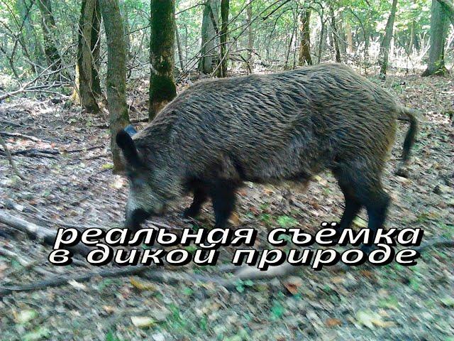 Ночь в логове дикого кабана / ещё одна встреча