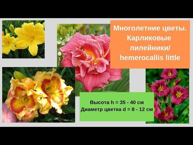 Многолетние цветы:  лилейники карликовые. Hemerocallis little.