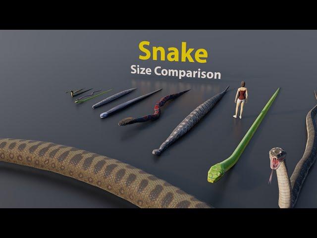 Too Big & Too Small | Snake size comparison  | 3D Animation #animation #animals