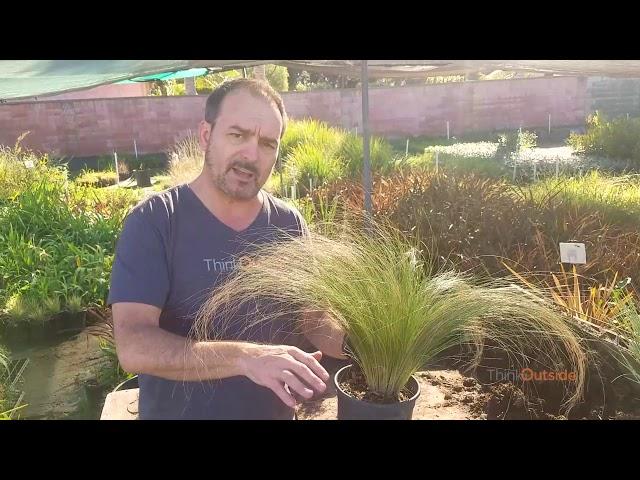 I F'n Love This Plant - MEXICAN FEATHER GRASS