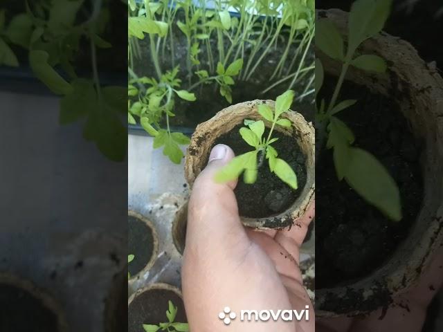 ПИКИРОВКА РАССАДЫ НА РОЗЫГРЫШ. ОГОРОД НА КУБАНИ. shorts#