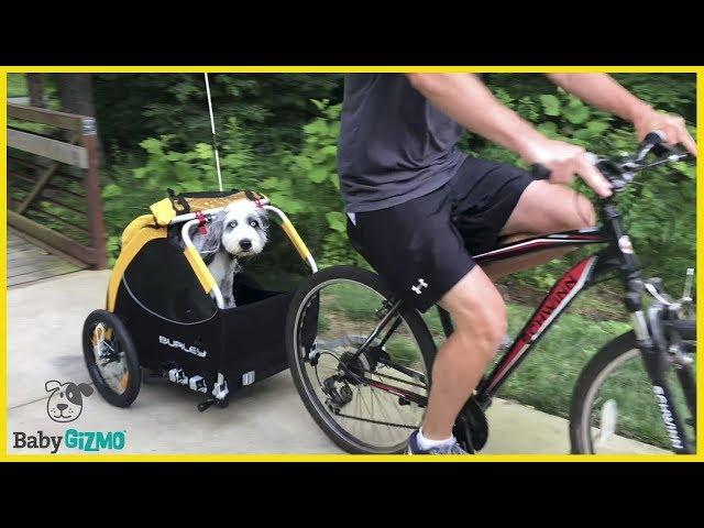 Puppy Cruising Down the Street | Burley Tailwagon Review