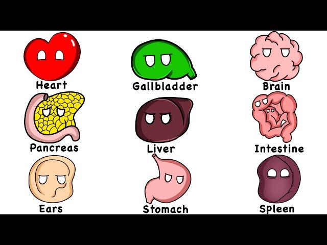 Every Human Organ Explained in 11 Minutes