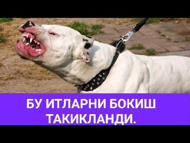 Дунедаги Энг хавфли ва такикланган ит зотлари/ билиб олинг