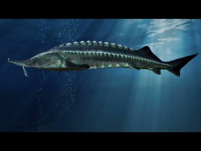 Giant Beluga Sturgeon's Struggle for Survival