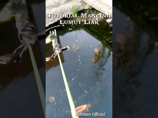 Mancing Lumut Liar #mancing #mancingikan