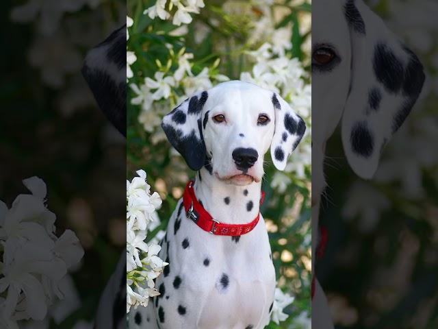 Хотите розыгрыш классного ошейника? #собака #dalmatian #далматин