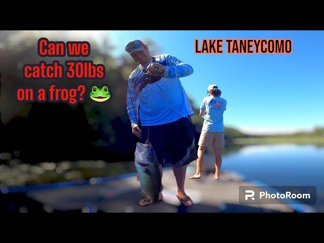 WE TRY'IN TO CATCH A 30LB BAG OF BASS! Lake Taneycomo fun fishing for Bass! 8/10/23