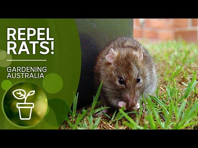 Rid yourself of rats with these poison and trap free rat repelling techniques | Gardening Australia