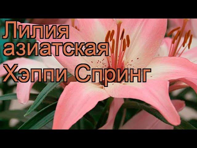 Лилия азиатская (lilium asiatic happy spring)  азиатская лилия обзор: как сажать, луковицы лилии