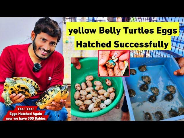 Howto Breed Turtles -Turtles Eggs Hatched Successfully , Baby Turtles came out of Eggs