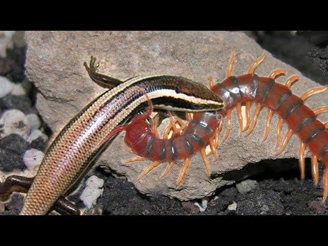 Centipede vs Brown skink _ Unbelievable Centipede knock down Brown skink