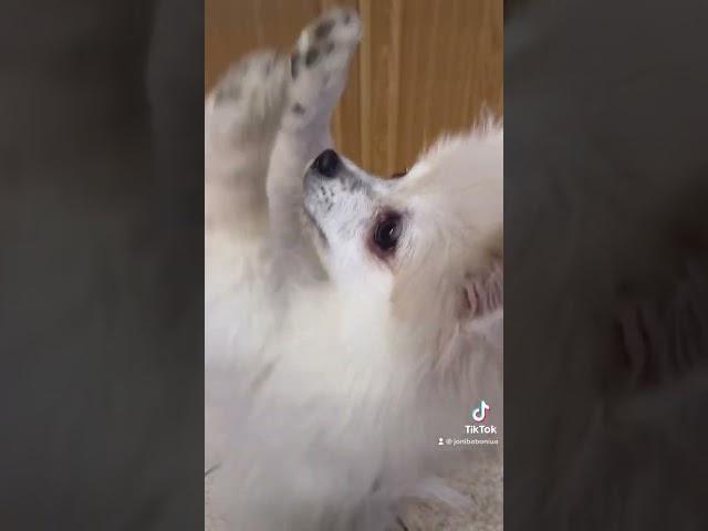Танец ламбада Собака танцует