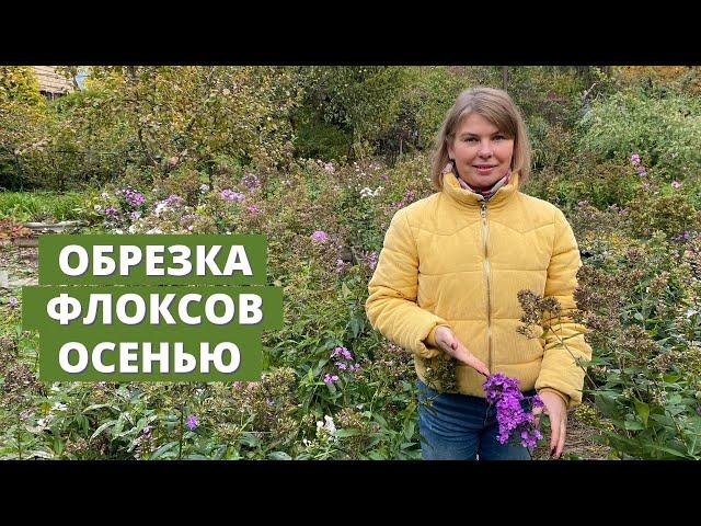 Когда и как я обрезаю флоксы осенью