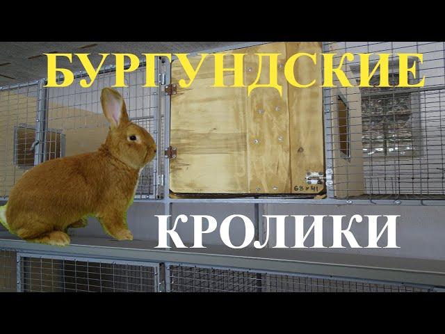 Мясная порода кроликов № 1 в мире