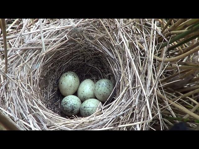 10 uk birds eggs in nest compilation  PT1