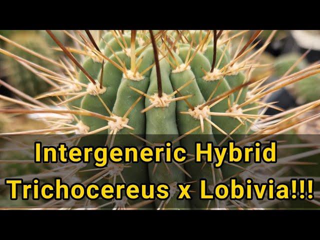 Cactus Unboxing: Intergeneric Hybrid between Trichocereus x Lobivia