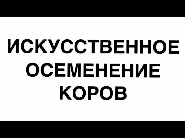 Искусственное осеменение коров. Как это происходит./жизнь в деревне