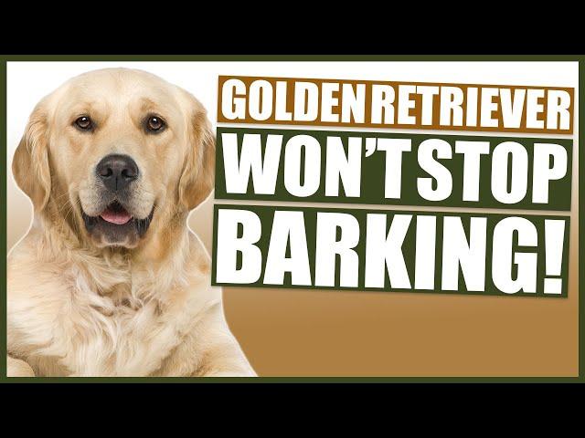 How To Stop Your GOLDEN RETRIEVER Barking