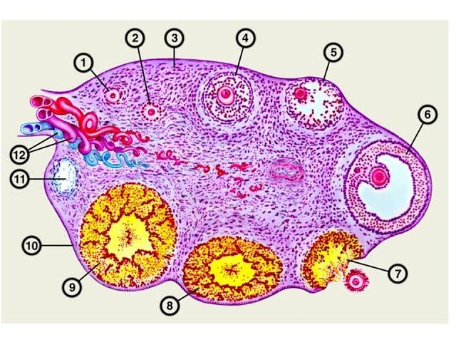 Строение и созревание яйцеклетки