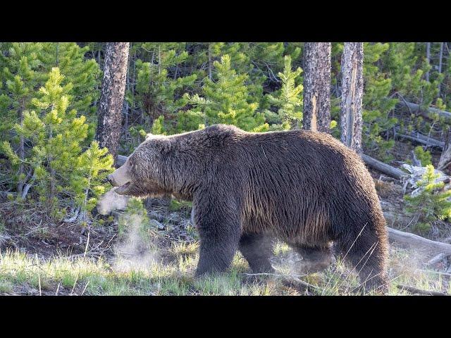 U.S. Fish and Wildlife Service Denies Western States Grizzly Bear Delisting