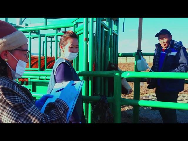 monbeef cattle intro