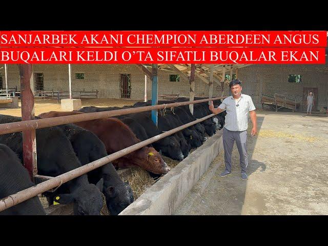 O’TA SIFATLI CHEMPION ABERDEEN ANGUS BUQALAR KELDI 100+100 ANGUS BUQALAR