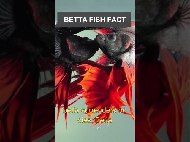 Is Betta fish fighting illegal? #bettafish #bettafighter #bettacare #fightingfish