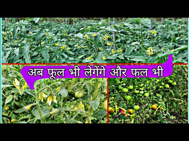 Tamatar Me Phool Kam Aana Or Gir Jana | टमाटर के फल फूल गिर जाना या कम आना | Praveen Thakur