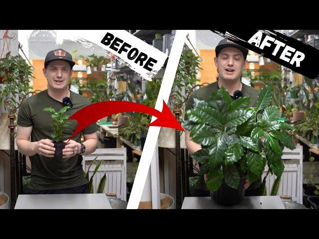 Coffee Plant Care Guide