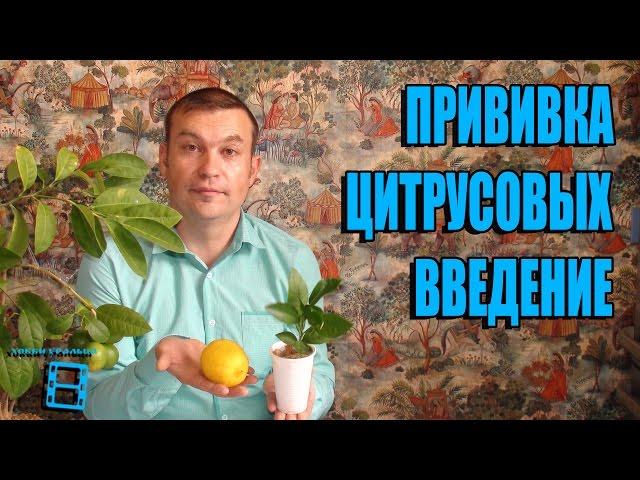 Inoculation of citrus. Introduction