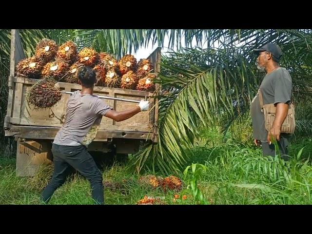 MUAT BUAH KELAPA SAWIT 5 TON MAIN TUNGGAL...WHAT???