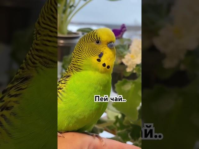 Говорящий волнистый попугай Talking budgie #parakeet #birds
