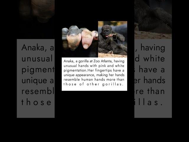 Anaka the Gorilla’s Fingers Closely Resemble Human Hands