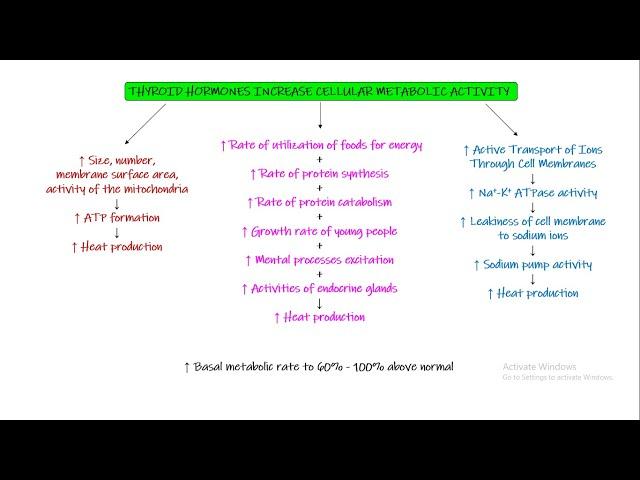 Physiological functions of Thyroid Hormone. Chapter 77 part 4. Guyton and Hall Physiology.