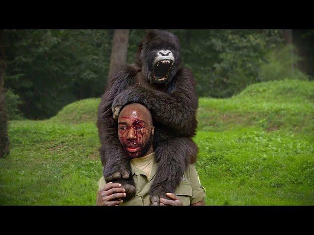 When Gorillas Are Merciless To Humans !!