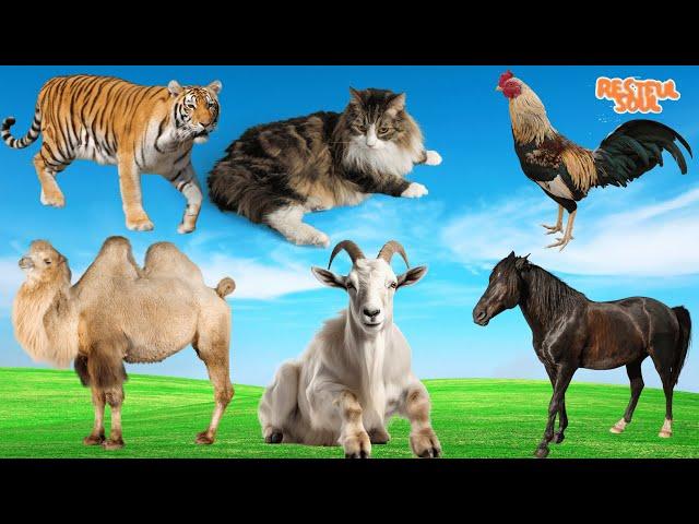 Habitat of Animals: Tiger, Cat, Chicken, Camel, Goat, Horse - Animal Sounds