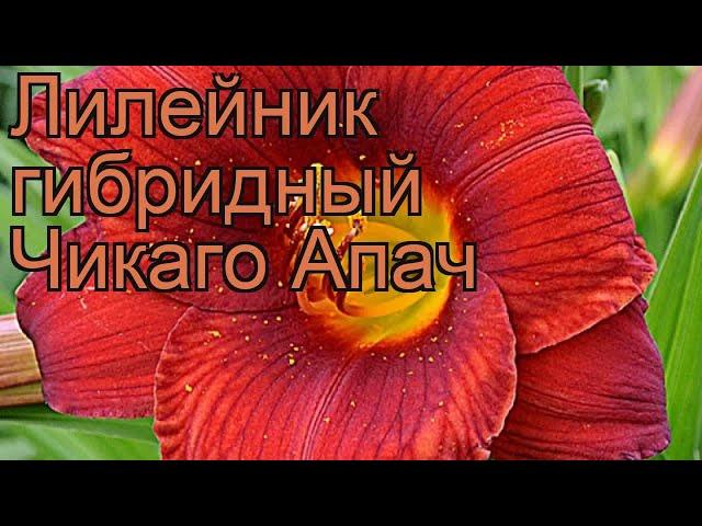 Лилейник гибридный Чикаго Апач (chicago apache)  обзор: как сажать, рассада лилейника Чикаго Апач