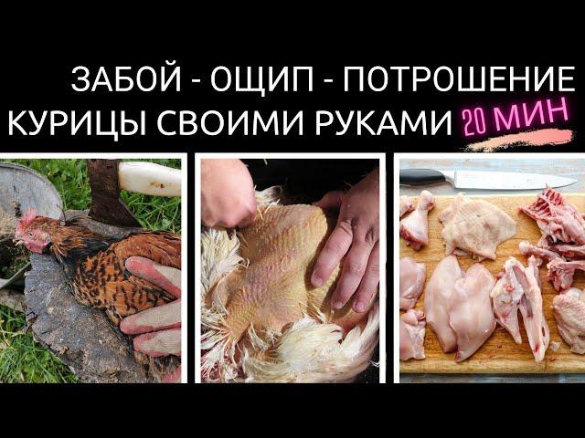 ЗАБОЙ, ОЩИП И ПОТРОШЕНИЕ КУРИЦЫ (петуха, утки) своими руками / 20 минут