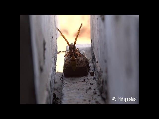 How does a Potter wasp built its nest