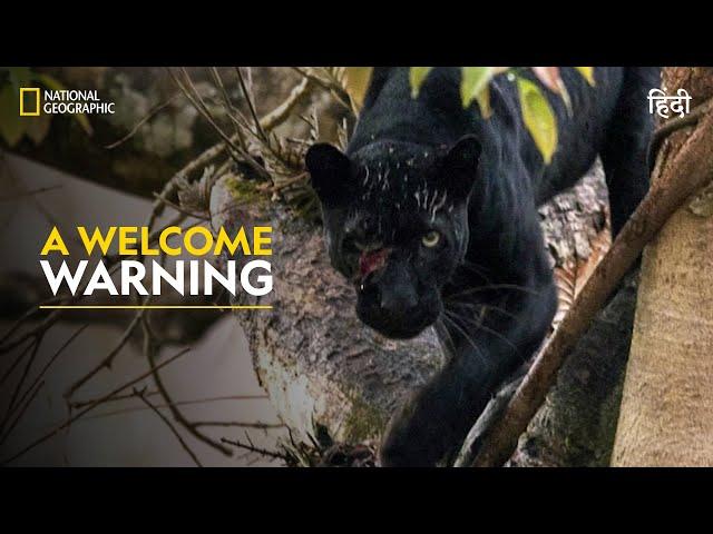 A Welcome Warning | The Real Black Panther | हिन्दी | Full Episode | S1 - E1 | Nat Geo Wild