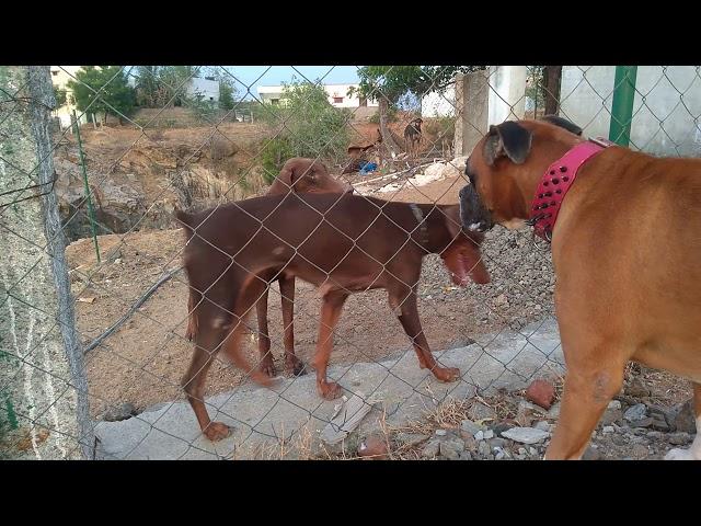 Doberman vs boxer