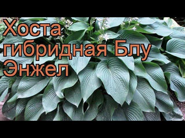 Хоста гибридная Блу Энжел (hosta)  хоста Блу Энжел обзор: как сажать саженцы хосты Блу Энжел