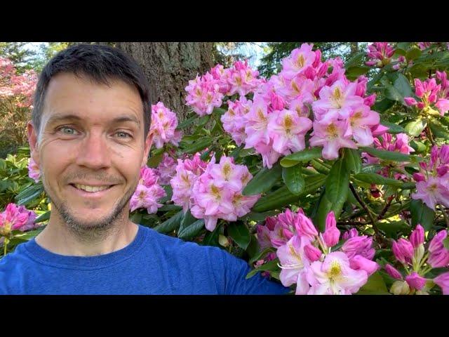 Rhododendron Garden Tour 2023 | Flowers are Blooming at Kincaid's Nursery