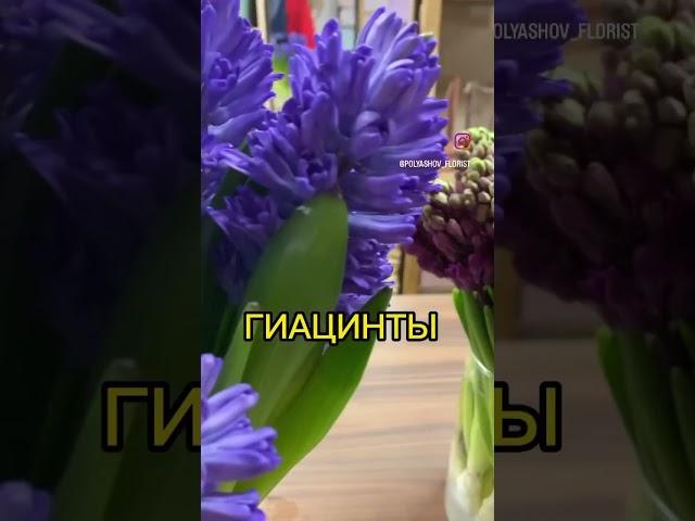 Факты о Гиацинтах